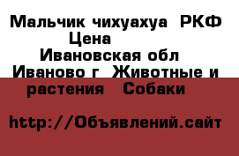 Мальчик чихуахуа  РКФ  › Цена ­ 15 000 - Ивановская обл., Иваново г. Животные и растения » Собаки   